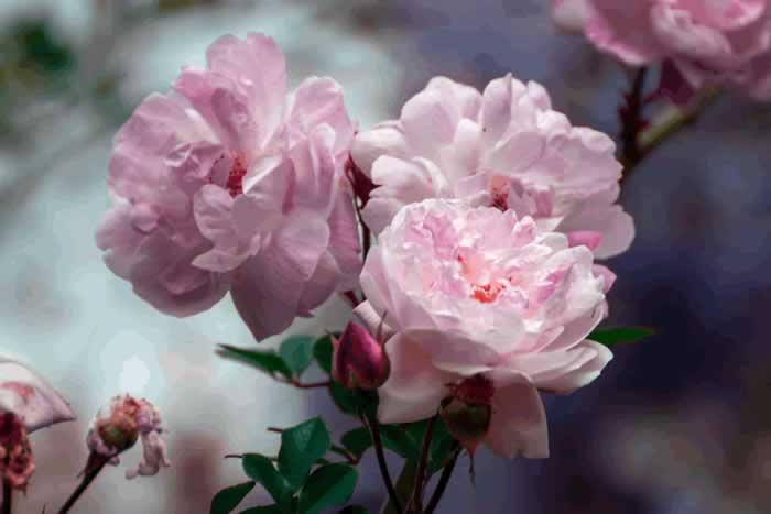 女人对你动情的三个表现，别错过了_伊度情感