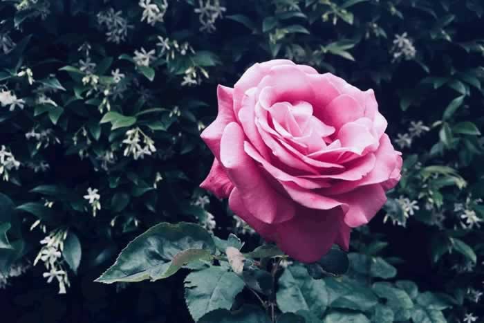 女人对你动情的三个表现，别错过了_伊度情感