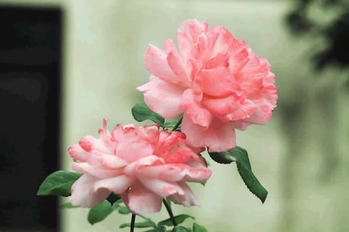 女人对你动情的三个表现，别错过了_伊度情感