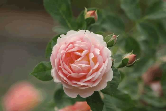 女人对你动情的三个表现，别错过了_伊度情感