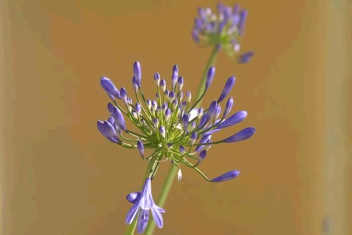 撩中年女人，其实很简单，抓住她的软肋就可以了_伊度情感