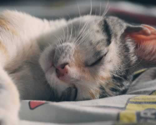 睡前，男人说这些“撩人”的情话，更容易让女人整夜思念